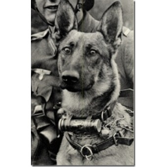Army dog collar, Wehrmacht and SS. Hundehalsband 35. Espenlaub militaria